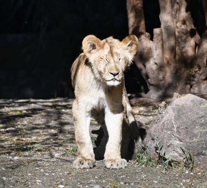 Igniting Your Inner Fire: Leo’s Creative Power in Aries on April 13, 2026
