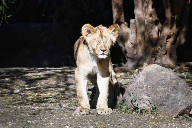 Igniting Your Inner Fire: Leo’s Creative Power in Aries on April 13, 2026