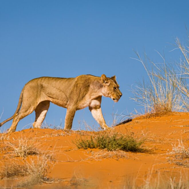 Lively Leo: Your Guide to the Best Activities on April 13, 2026