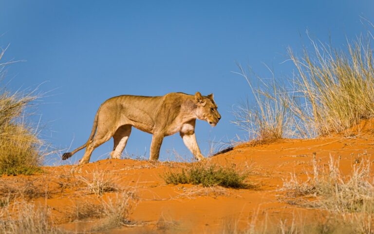 Lively Leo: Your Guide to the Best Activities on April 13, 2026