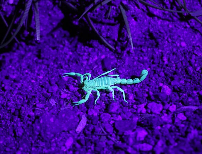 Scorpio Unleashed: Mastering Deep Transformations on April 13, 2026