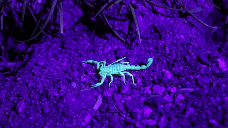 Scorpio Unleashed: Mastering Deep Transformations on April 13, 2026